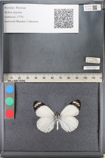 Media type: image;   Entomology 139962